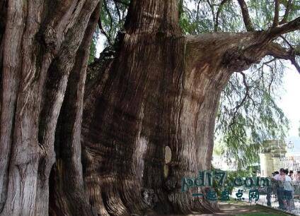 世界上最著名的树Top10：Arbol Del Tule