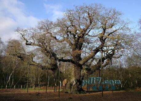世界上最著名的树Top7：Major Oak