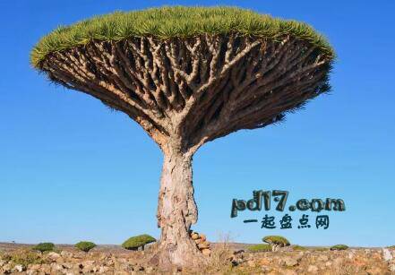 世界上最著名的树Top4：索科特拉岛龙血树