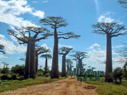 世界上最著名的树Top1：Avenue of the Baobabs