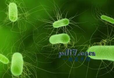 地球上最危险的细菌Top9：大肠杆菌