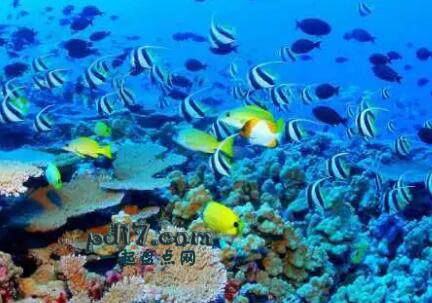 世界上最佳的潜水地点Top7：澳大利亚大堡礁