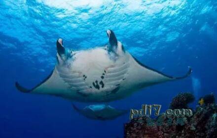 世界上最佳的潜水地点Top6：科纳曼塔斯 美国夏威夷