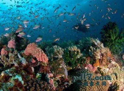 世界上最佳的潜水地点Top2：Secret Bay，Anilao 菲律宾