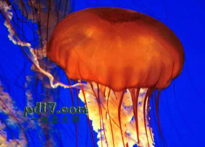 地球上最美丽的水母Top4：哥斯达黎加水母