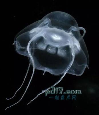 地球上最美丽的水母Top3：BATHYKORUS BOUILLONI