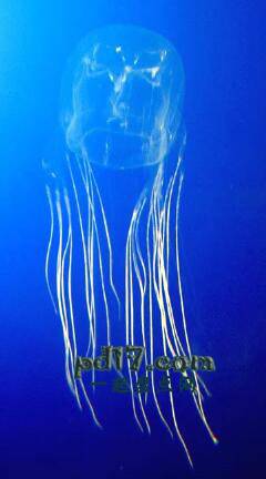 地球上最美丽的水母Top2：澳大利亚箱形水母