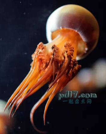 地球上最美丽的水母Top10：Rhopilema