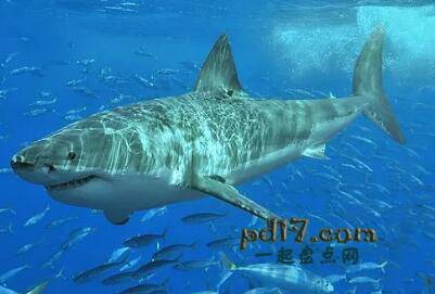 世界上最危险的鱼类Top9：鲨鱼