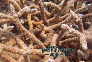 Top9：鹿角珊瑚
