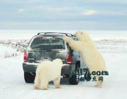 Top2：加拿大邱吉尔的北极熊