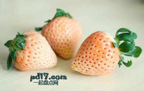 Top12：白宝石草莓